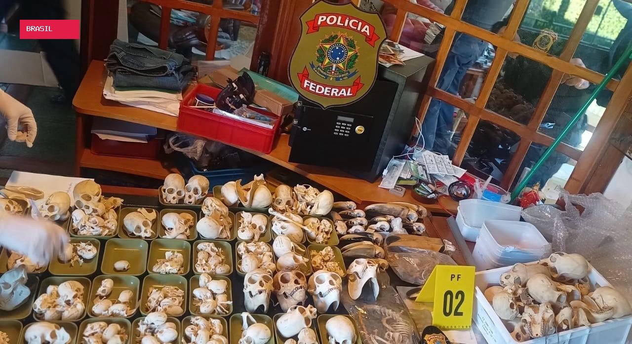 PF faz operação internacional contra tráfico de ovos de aves silvestres; dois investigados são presos na