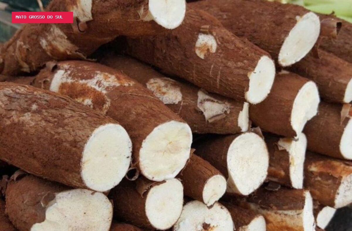 Chuvas limitam colheita e sustentam preços da mandioca